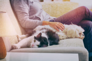 Benefits of Pet-Friendly Apartments